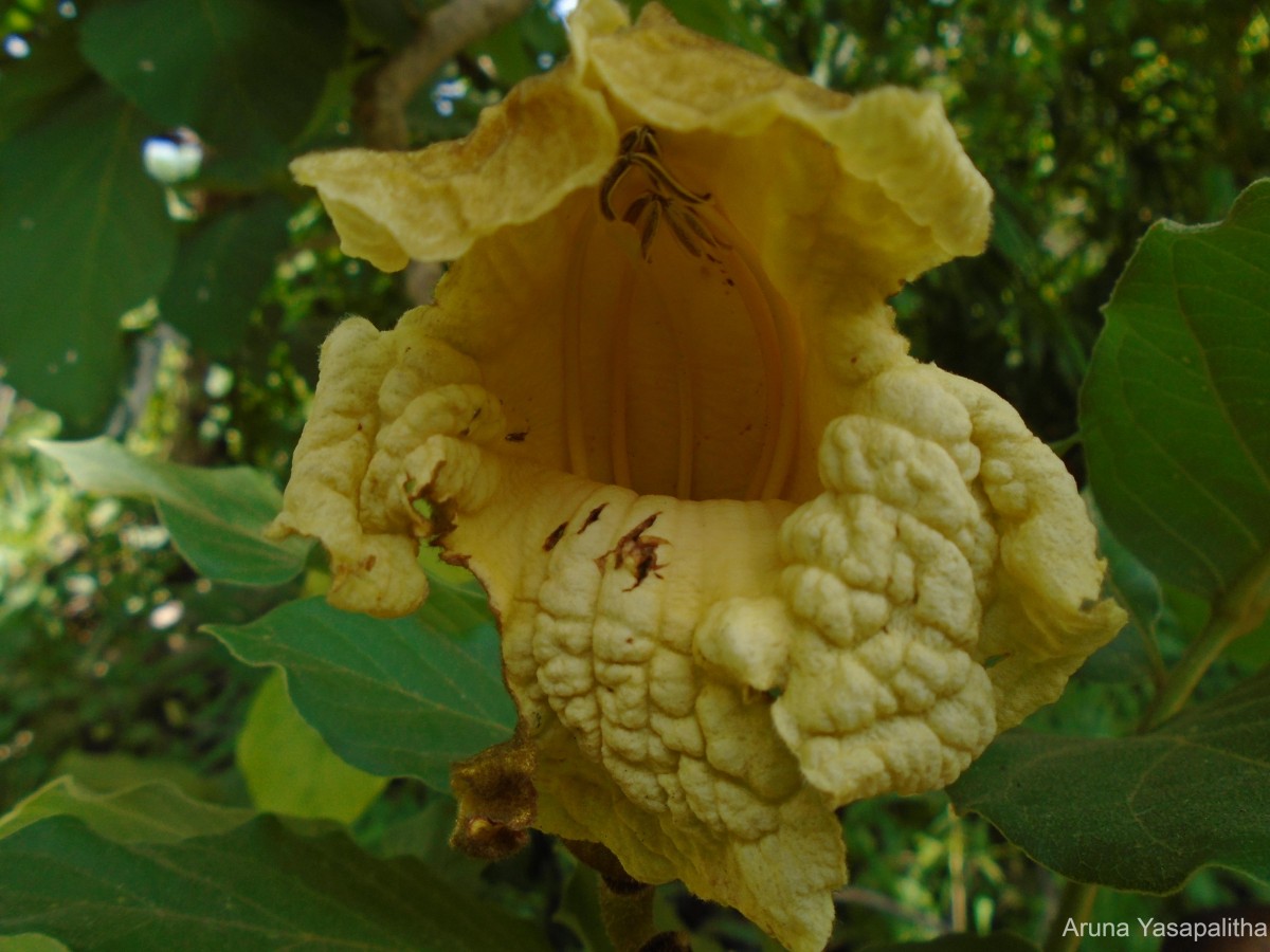 Fernandoa adenophylla (Wall. ex G.Don) Steenis